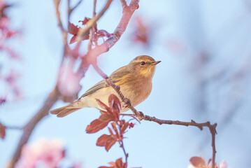 Common chiffchaff sitting on a blossom tree ,Leaf warbler (Phylloscopus collybita) Bird close-up