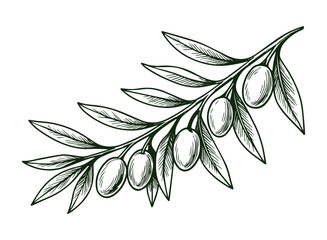 Beautiful olive branch. Monochrome engraving technique. Vector isolated.