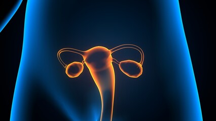 female ovary and reproductive system anatomy. 3d illustration