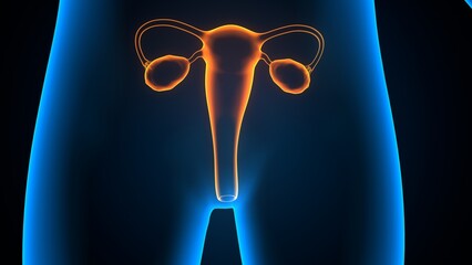 female ovary and reproductive system anatomy. 3d illustration