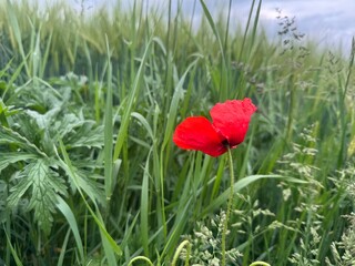 red poppy flowers