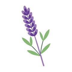 Bundle of A lavender sprig icon with small clustered flowers on a tall stem. on white background.