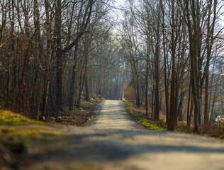 Dirt Trail Path Through Bare Forest In Spring.