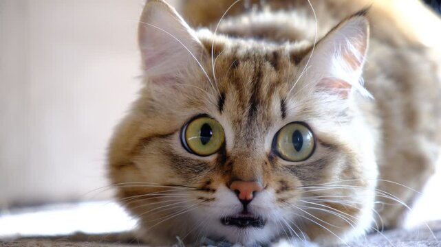 A wary cat carefully watches something, starring with intense.  Close up. the cat's pupils dilated. Animal behavior