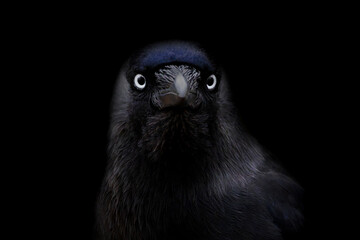 Portrait of a jackdaw on a black background