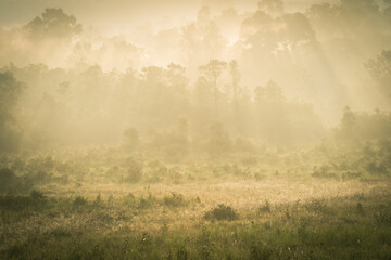 The atmosphere of nature in the morning, morning light, sunlight