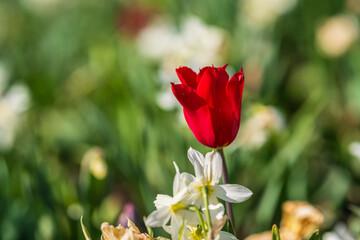 Red tulip rising among white spring flowers.