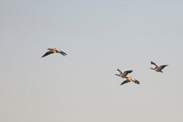 Egyptian goose flock in fligh.