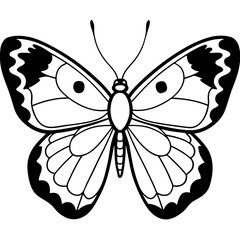 colias wiskotti line art vector