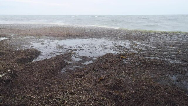 Autumn alluvium of marine eelgrass (Zostera). The litoral zone of coast of the Sea of Japan, Sakhalin
