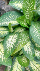 Dieffenbachia Seguine or Dumb Cane in the garden
