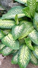 Dieffenbachia Seguine or Dumb Cane placed in the garden