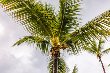 Fototapeta premium Green coconut palm tree with fresh fruit against cloudy sky during rainy weather. Punta Cana. Dominican Republic.