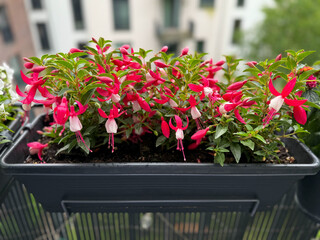 Pink white blooming Fuchsia flowers in decorative flower pot in balcony terrace garden close up