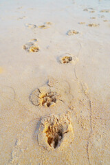 Animal Tracks in Soft Sand Beach at Sunrise with Gentle Waves and Clear Horizon Line