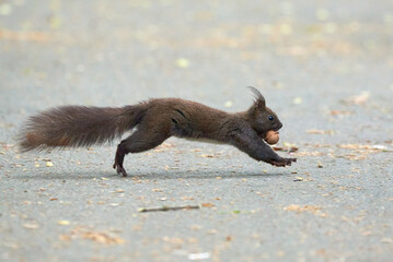 Eurasian red squirrel running with walnut in his mouth (Sciurus vulgaris)