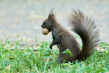 Eurasian red squirrel with walnut in his mouth (Sciurus vulgaris)