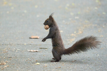 Obraz premium Eurasian red squirrel with walnut in his mouth (Sciurus vulgaris)