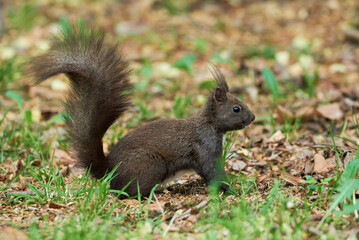 Eurasian red squirrel close-up (Sciurus vulgaris)