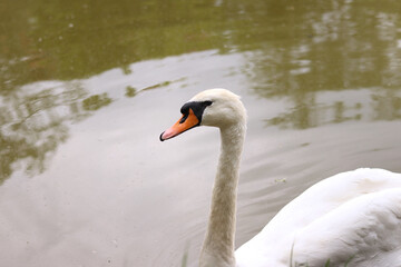 White swan swimming in the lake, close-up. Beautiful big bird. Close-up of a swan on a blurred background. Nature