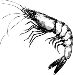 Detailed black and white illustration of a shrimp with intricate linework. Vector illustration