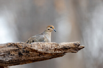 mourning dove