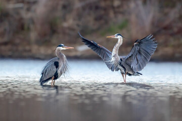 two blue herons