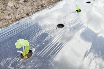 Close up picture of cucumber seedling on a patch covered with plastic film, selective focus.