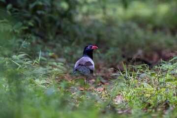 Coral Billed Ground Cuckoo Wildlife
