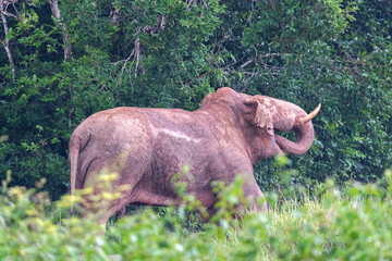 Wild elephants stretch to show their strength