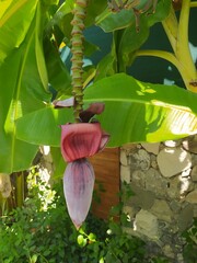Banana flower hangs beneath large green leaves in a sunny tropical garden with stone wall background