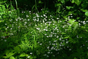 A cluster of delicate white wildflowers blooming in a sunlit meadow