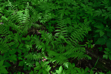 Lush Green Forest Floor Scene with Ferns and Sunlight