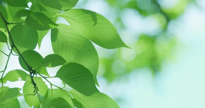 太陽の光が綺麗な新緑の木