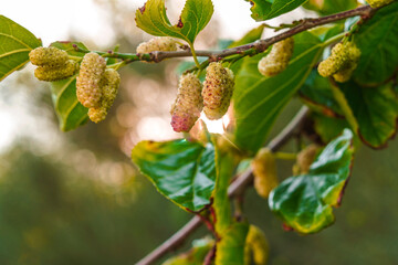 White Mulberries (Morus Alba) on a brench, Fresh white mulberry berries on tree., white mulberries with tree branches and green leaves, Wild white mulberry tree with branches full of fruits.