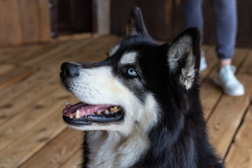 A joyful black and white husky with blue eyes looks up with a smile, surrounded by warm wooden walls and the presence of a person nearby, creating a comfortable atmosphere