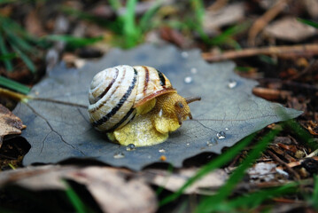 snail Cepaea nemoralis on old black aspen leaf with raindrops in the forest