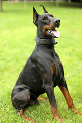 Portrait of beautiful young brown black  dobermann pinscher dog with open mouth