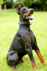Portrait of beautiful young brown black  dobermann pinscher dog with open mouth