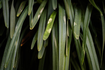 Obraz premium Green leaves pattern background. Green leaf texture, Natural background and wallpaper.