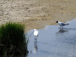 egret and common tern in pool