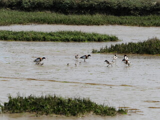 Shelduck ducks with ducklings in mud flats