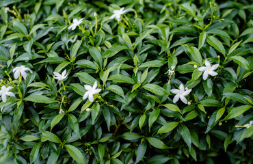 Beautiful green leafs and white flowers for background concept.