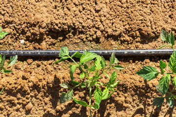 Technology from Above: Tomato Cultivation and Drip Irrigation in a Raised Bed.
