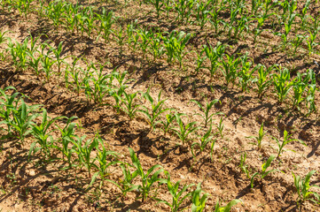 Agricultural Rhythm: Diagonal Perspective of a Young Corn Field.