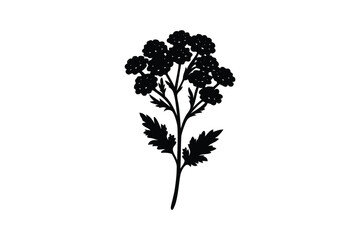 Yarrow flower silhouette on white background