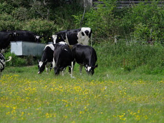 Black and white cows in buttercup field