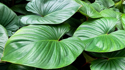 Homalomena rubescens or Kings of heart plant is a lush green plant with a glossy heart-shaped texture. Tropical plant suitable for indoor or outdoor houseplant decoration. 