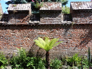Tree fern on historic wall