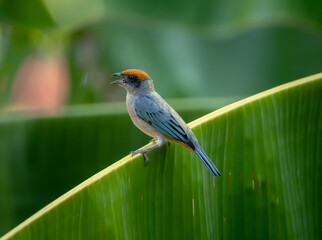 Tropical bird